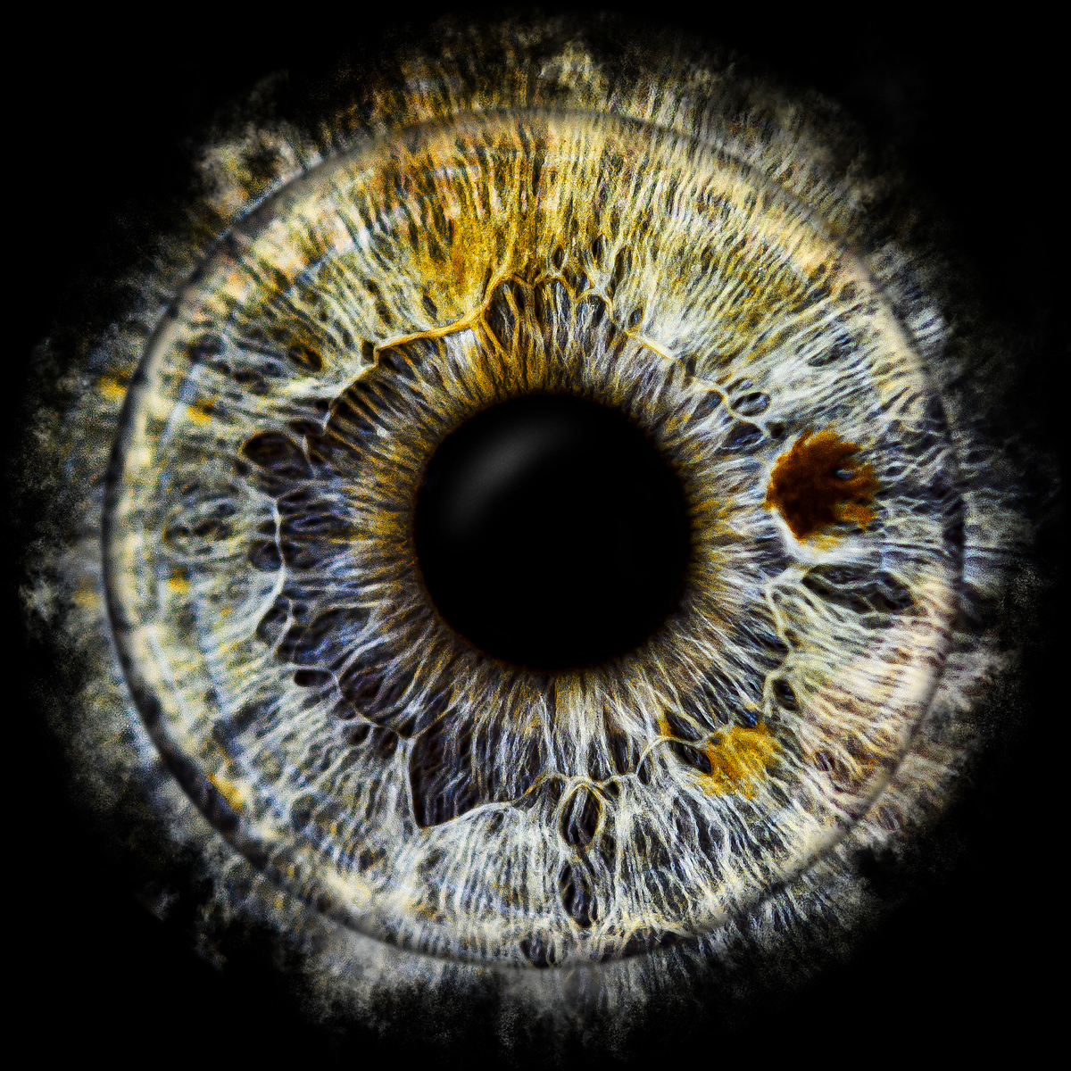 Iriswelten-Irisfoto12